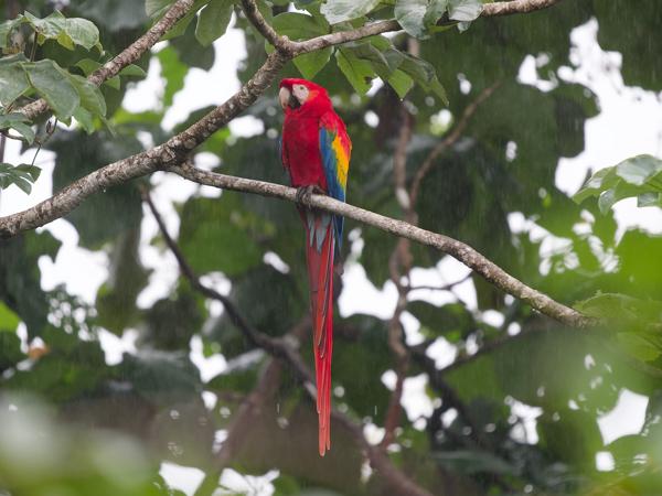 Scarlet macaw (Ara macao)